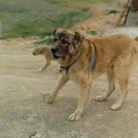 سگ سرابی برای گله