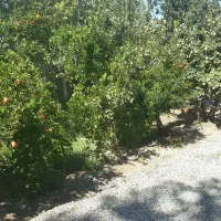 فروش باغ در محدوده خواجه