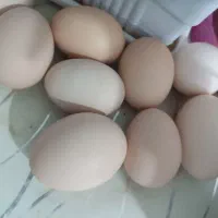 تخم مرغ محلی