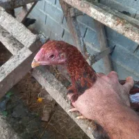 فروش خروس لاری
