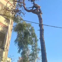 برش و هرس درخت های خشک و فرسوده  خریدار چوب