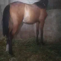کره مادیان 14ماهه