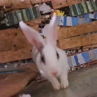 فروش ۲ عدد خرگوش|موش و خرگوش|نیشابور, ۲۲ بهمن|دیوار