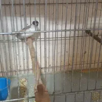 فنج بنگال