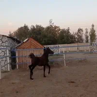 کره مادین کرد|اسب و تجهیزات اسب‌سواری|کرمانشاه, |دیوار