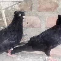 کفتر کبوتر