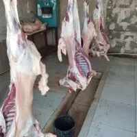 جایگاه رسمی دام بره گوسفند بصرفه|حیوانات مزرعه|قم, نیروگاه|دیوار