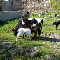 فروش یک راس گاو شیری