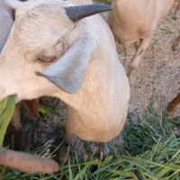 بز صلاله|حیوانات مزرعه|حمیدیه, |دیوار