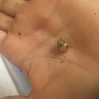 تخم حلزون|خزنده|یزد, |دیوار