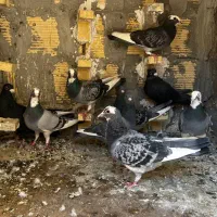 9تا کبوتر|پرنده|بم, |دیوار