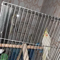 عروس هلندی|پرنده|سبزوار, جوادیه شرقی|دیوار