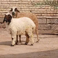 گوسفند بره مطفل