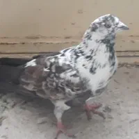 کبوتر