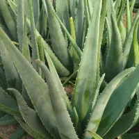 فروش  برگ آلوورا