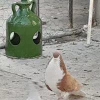 کبوتر  چادری و تهرانی