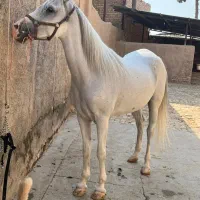 اسب . نریان و مادیان|اسب و تجهیزات اسب‌سواری|جوادآباد, |دیوار