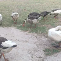 قاز