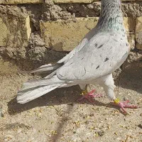 ماده سرور