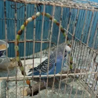 مرغ عشق نرفوق مولد