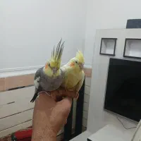 جفت مولد عروس هلندی تازه هم تخم گذاشتنه