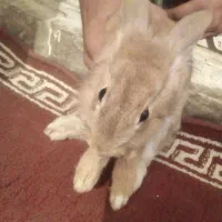 یک خرگوش ماده