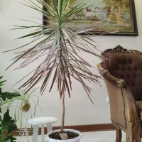 گلدان دراسنا|گل و گیاه طبیعی|کرج, باغستان|دیوار