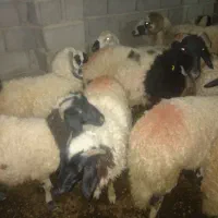 میش شاخی با چند تا کاور آبستن،