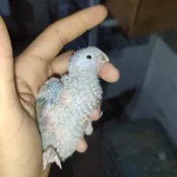 گرین سرلاکی کاشمر|پرنده|کاشمر, |دیوار
