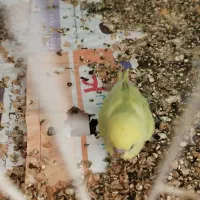 جوجه مرغ عشق اماده دستی کردن سخنگو شدن