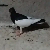 کبوتر یهودی جوجه نر