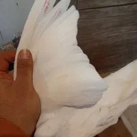 کفتر یا کبوتر