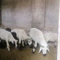 گوسفند برره فروشی