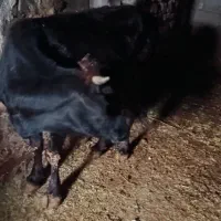 گاو گوساله نر|حیوانات مزرعه|جوانرود, |دیوار