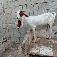 فروش بزپنجابی