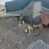 فروش ۲عدد الاغ در منطقه برخوار|حیوانات مزرعه|حبیب آباد, |دیوار