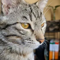 گربه گمشده|گربه|شیراز, پودنک|دیوار