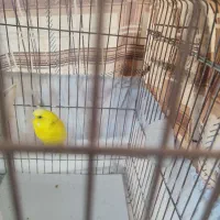 فنچ ومرغ عشق