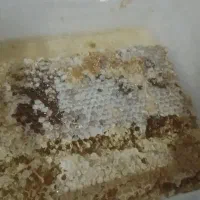 فروش عسل طبیعی و شهد عسل|خوردنی و آشامیدنی|پیرانشهر, |دیوار