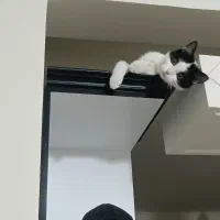 گربه dsh|گربه|قرچک, میرزائی شمالی|دیوار