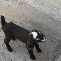 فروش کهره یک ماهه