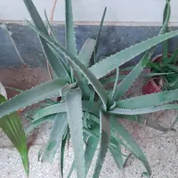 گل الوورا|گل و گیاه طبیعی|مبارکه, |دیوار