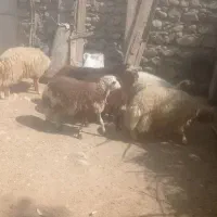 کاور