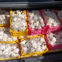سیر سفیدو گردو سبز مرغوب  تویسرکان سبد ۲ کیلویی|خوردنی و آشامیدنی|قروه, |دیوار