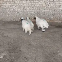 سه بره نر