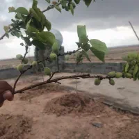 زمین فروشی دهنه۳۲در۶۳