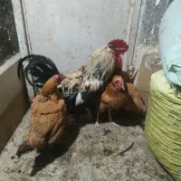 مرغ و خروس