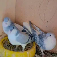 جفت امری سبز با جوجه