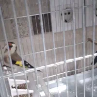 ماده سهره دورگ فیروز کوه همه قواره دار یک ماه قفس|پرنده|تهران, دردشت|دیوار