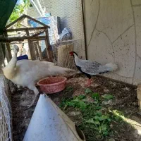 طاووس سفید نر